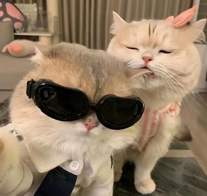 avatar đôi cute mèo 41