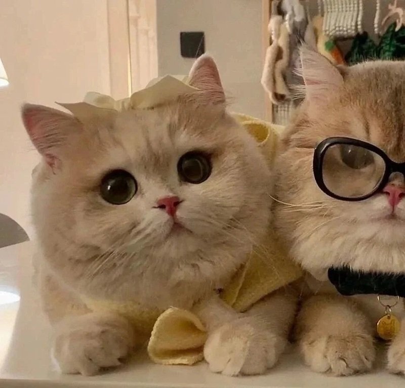 avatar đôi cute mèo 42