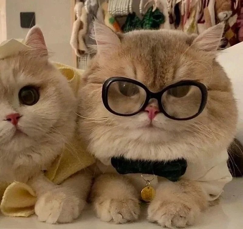 avatar đôi cute mèo 43