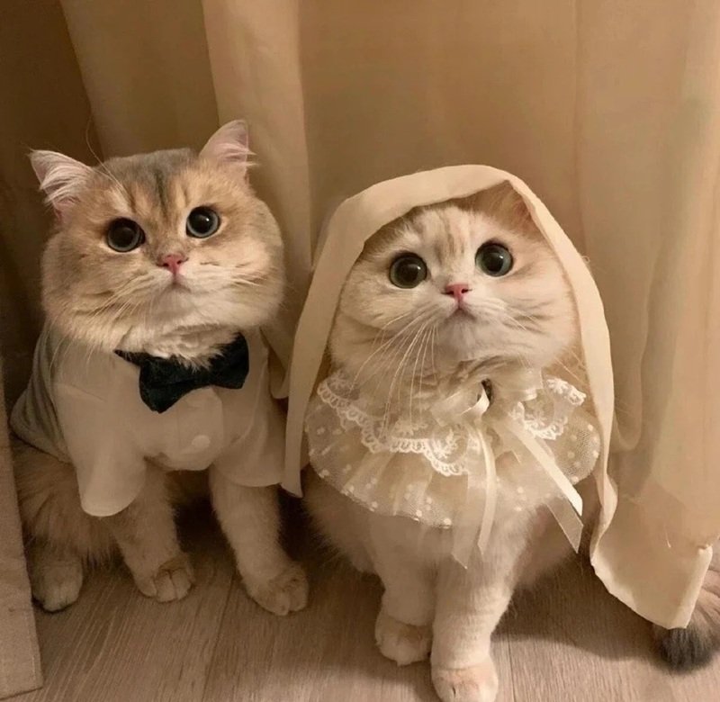 avatar đôi cute mèo 44