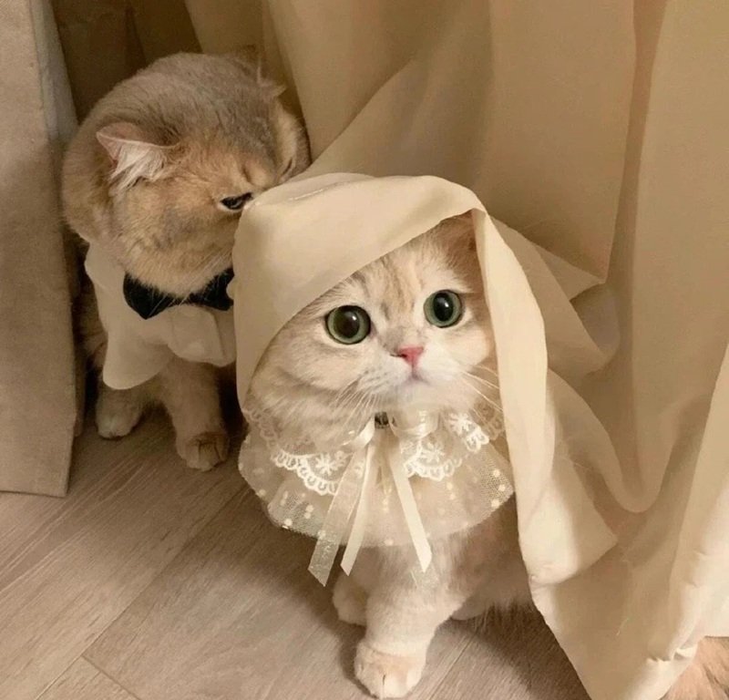 avatar đôi cute mèo 45