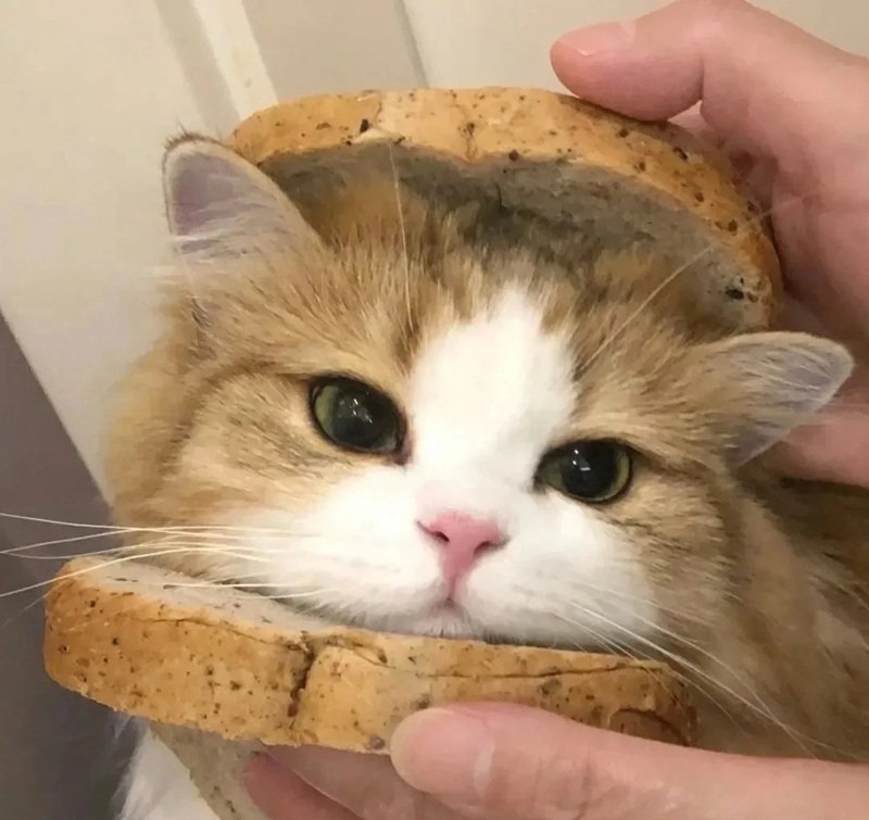 avatar đôi cute mèo 5