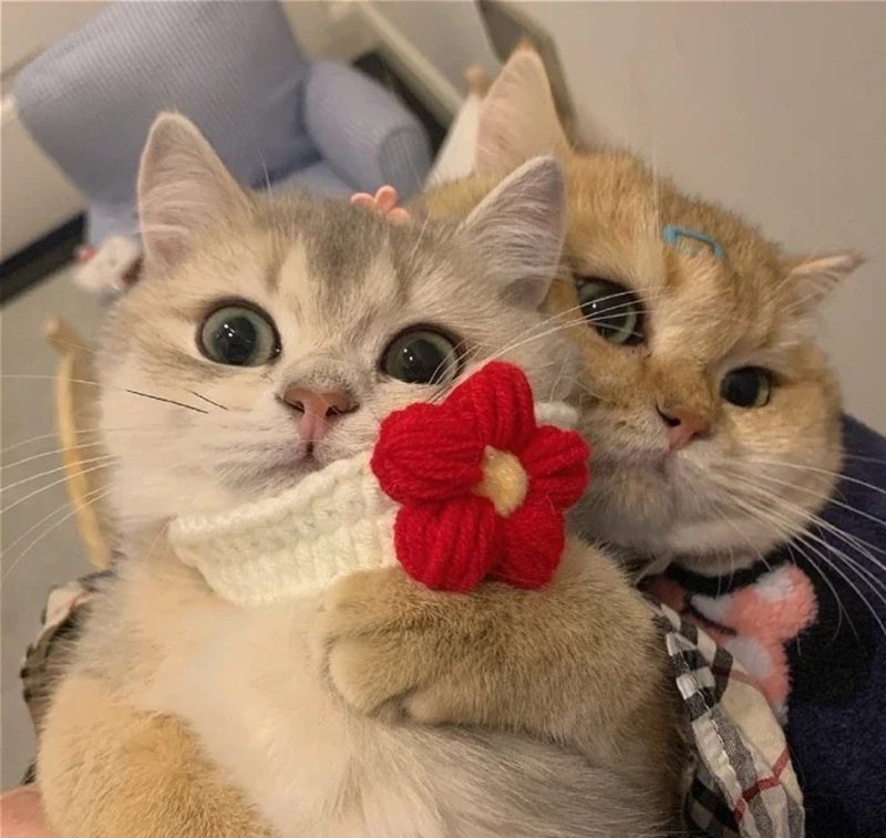 avatar đôi cute mèo 7