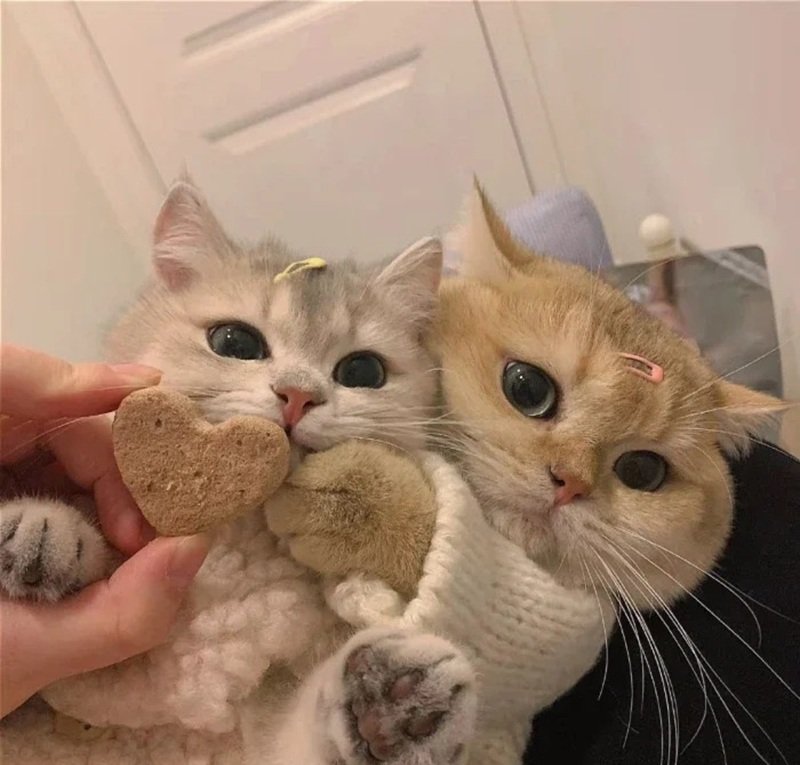 avatar đôi cute mèo 8