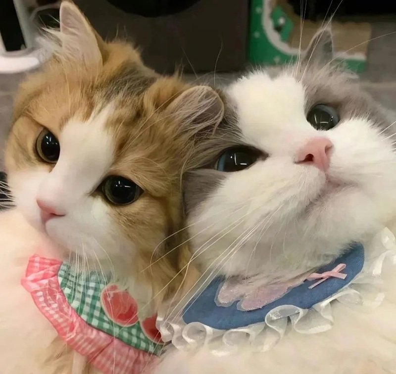 avatar đôi mèo cute