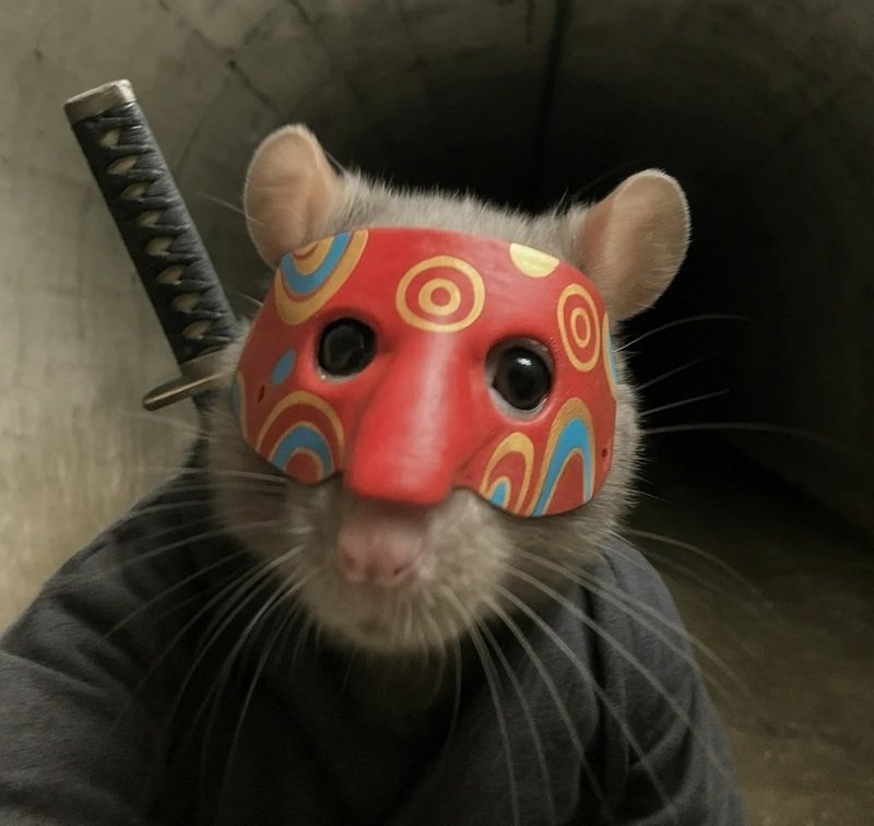 avatar hài ngầu 42