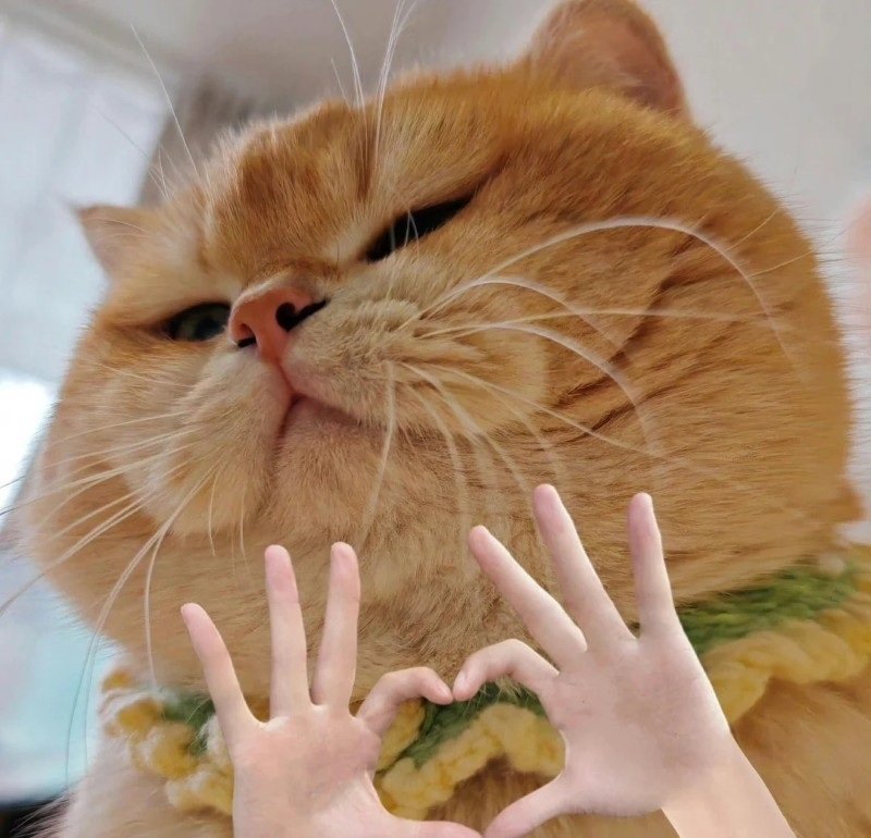avatar meme cute 17