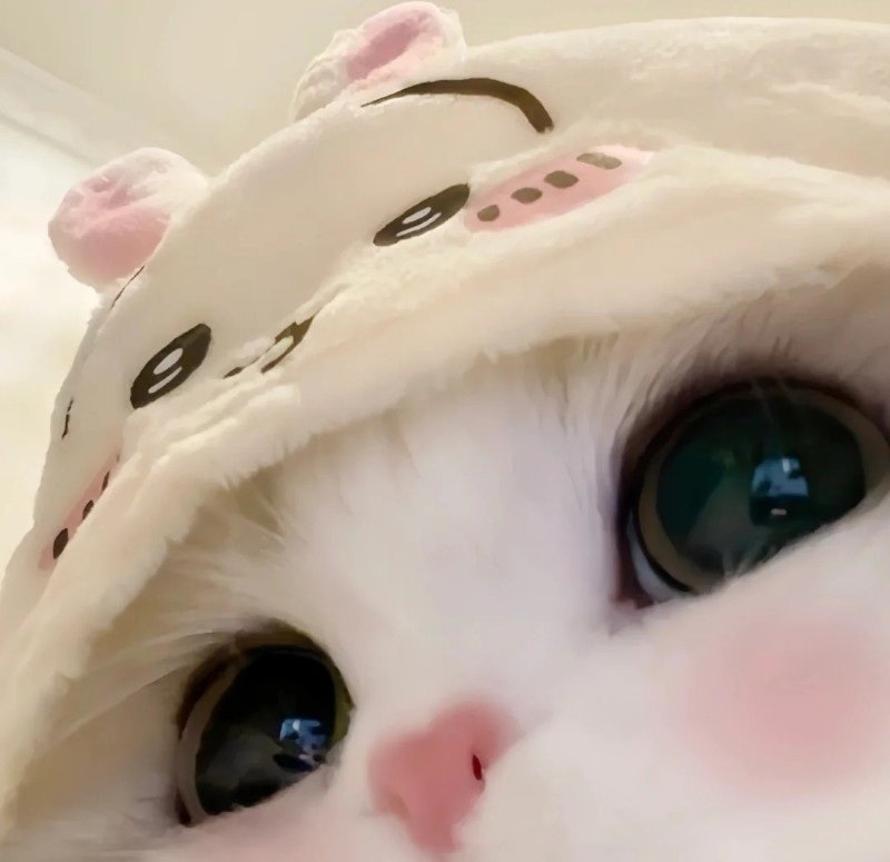 avatar meme cute 29