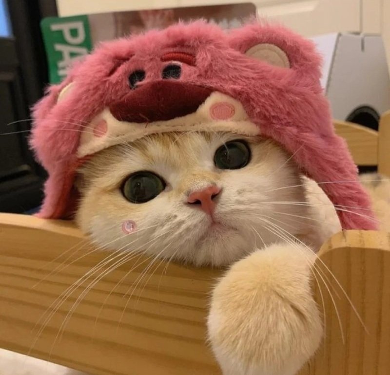 avatar meme cute 31