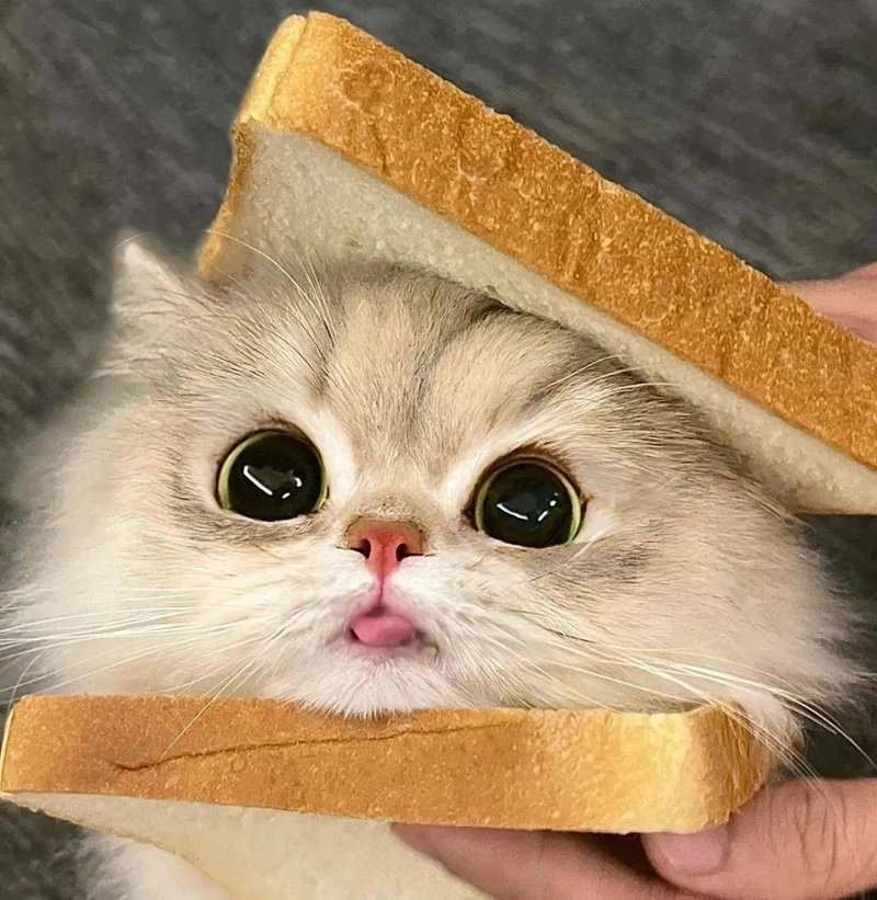avatar meme cute 5