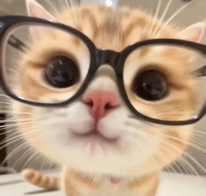 Mèo đeo kính khiến vẻ mặt ngơ ngác bỗng trở nên tri thức bất ngờ