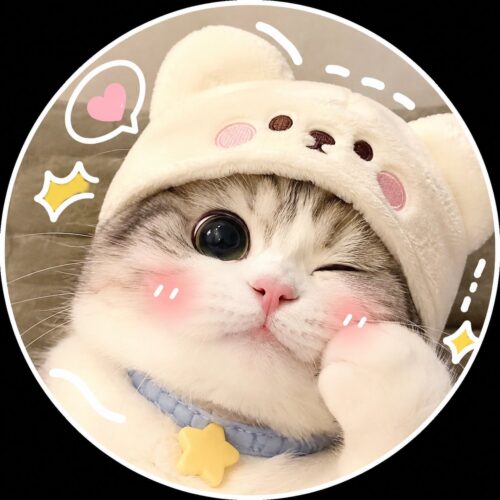 Avatar ngộ nghĩnh ảnh mèo cute, ấm áp, mềm mại, hot