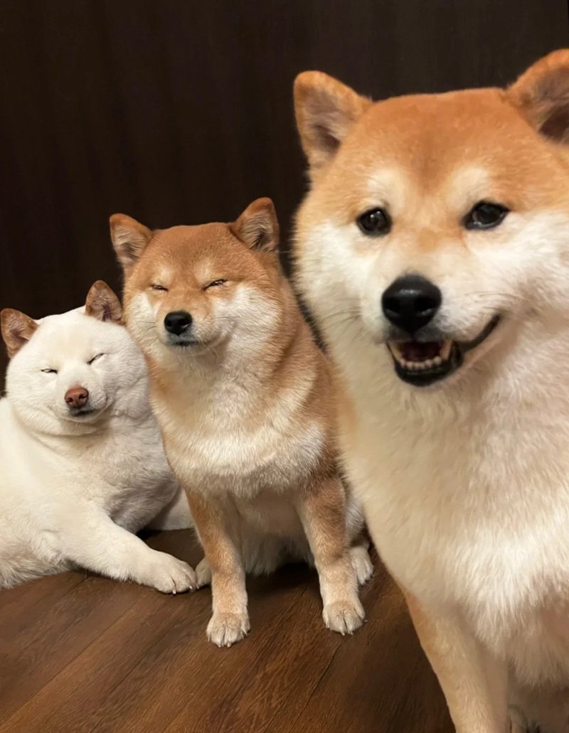 Hình avatar nhóm 3 người vô tri với khuôn mặt ngây ngô cute